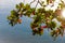 Malabar almond leaf with sea surface from high angle view