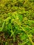Malabar or Ceylon spinach farm vegetables