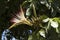 Malabar Chestnut in flower