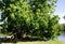 Malabar chestnut tree in Florida