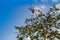 Malabar chestnut tree (Pachira aquatica) with blue sky background. Pachira aquatica also known as Malabar chestnut, French peanut,