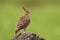 Malabar crested lark