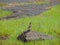 Malabar crested lark - bird - India