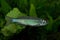 The Malabar danio Devario malabaricus.