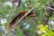 Malabar gaint squirrel