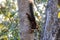 Malabar gaint squirrel at bandipur forest area taking rest in the branch of a tree