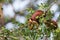 Malabar gaint squirrel on tree