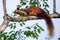 Malabar giant squirrel sitting on a branch