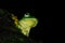 Malabar Gliding Frog
