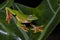 Malabar Gliding Frog seen at Amboli,Maharashtra,India