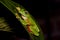 Malabar Gliding Frog seen at Amboli,Maharashtra,India