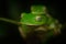 Malabar gliding frogs mating at Amboli ghat, Maharashtra, India