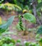 Malabar Green Pepper - Unripe Drupes of Black Pepper Plant - Piper Nigrum - Spice Plantation in Kerala, India