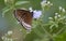 Malabar grey butterfly