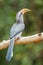 Malabar Grey Hornbill