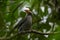 The Malabar grey hornbill