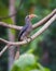 Malabar Grey Hornbill - Male
