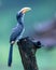 Malabar Grey Hornbill at Thattekad, Kerala, India