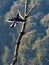 malabar hornbill flight to a perch