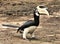 Malabar Hornbill foraging on the ground in Polonnaruwa, Sri Lanka.