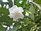 Malabar jasmine flower in a Venezuelan garden