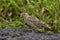 The Malabar lark, or Malabar crested lark Galerida malabarica endemic to Kaas Plateau