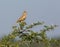 The Malabar lark perched on a Shailendra Tree.
