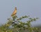 The Malabar lark perched on a Shailendra Tree.