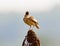 The Malabar lark perched on a termite mound.