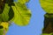 Malabar leaves with blue sky and natural light.