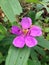 Malabar melastome (Indian rhododendron) pink