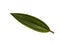 Malabar melastome leaf isolated