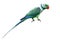 Malabar Parakeet or Blue-winged Parakeet