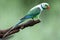 Malabar Parakeet or Blue-winged Parakeet