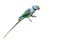 Malabar Parakeet or Blue-winged Parakeet - CUTOUT, ,CUT-OUT, CUT OUT