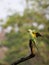 Malabar parakeet landing on a perch