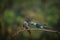 Malabar Parakeets fight for their pairs