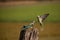 Malabar Parakeets fight for their pairs