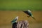 Malabar Parakeets flight to its pair