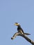 Malabar pied hornbill