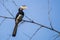 Malabar pied hornbill on bamboo