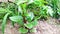 Malabar spinach basella alba nursery plant