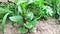 Malabar spinach basella alba plant snap