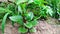 Malabar spinach basella alba plant stock photo