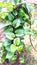 Malabar spinach basella alba poi snap
