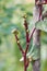 malabar spinach or ceylon spinach stem clusters