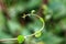 Malabar spinach creeper with bokhe background