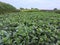 Malabar spinach garden