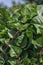 Malabar spinach plant in garden