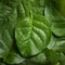 Malabar spinach plant leaves, full frame